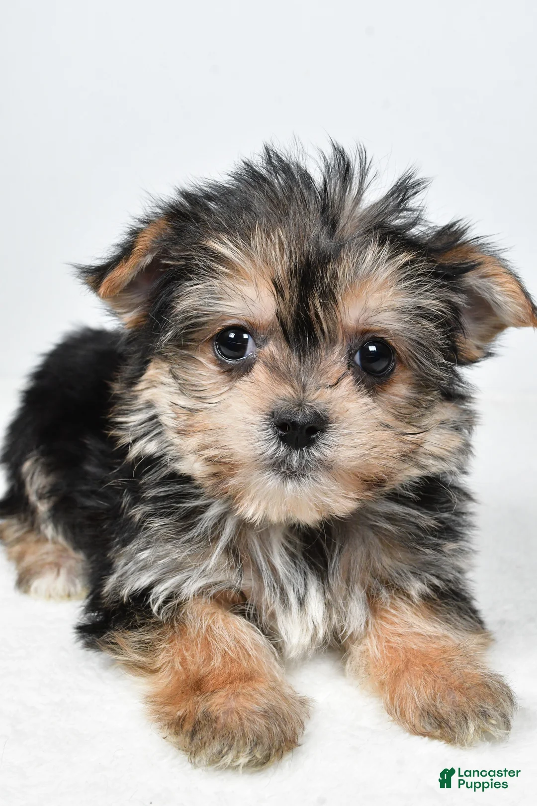 Morkie dogs for sale: Reba - Ad 4