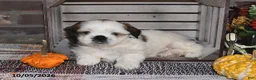 Shih Tzu dogs for sale: Dallas - Ad 10