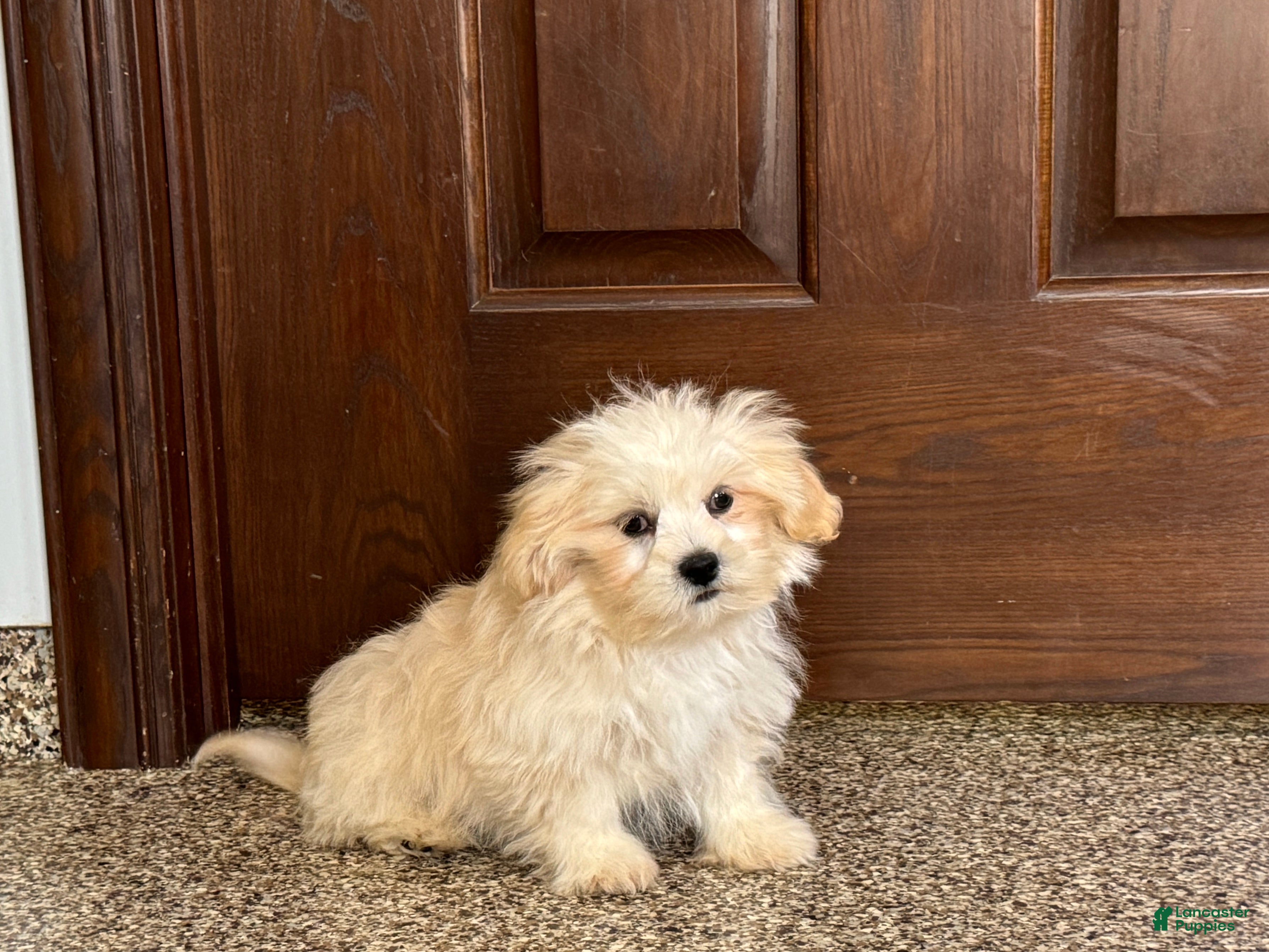Lhasa Apso dogs Joey - Ad 8