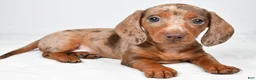 Miniature Dachshund dogs for sale: Maddie - Ad 1