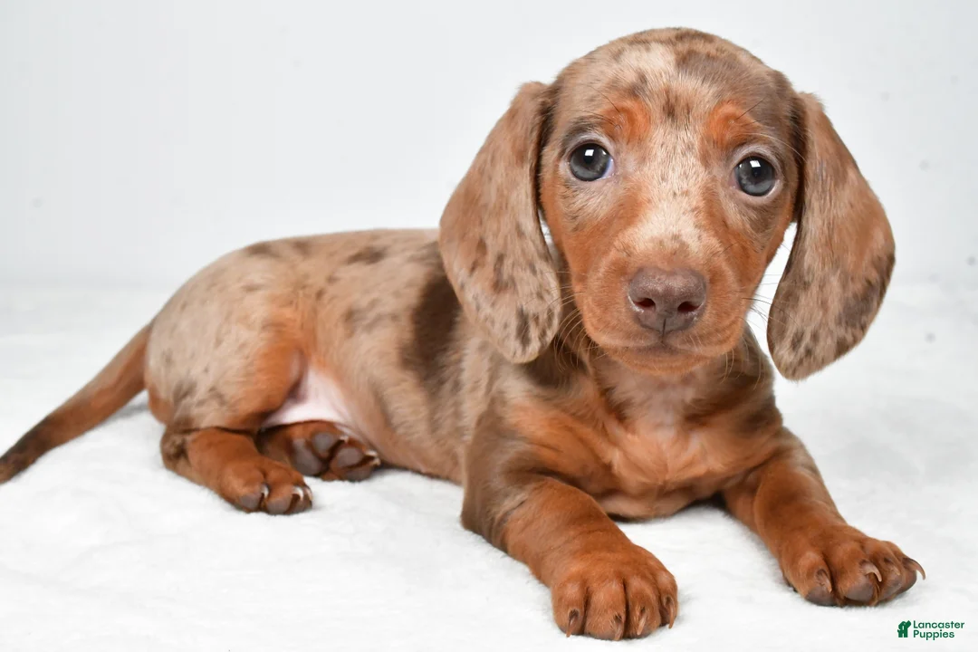 Miniature Dachshund dogs for sale: Maddie - Ad 1