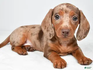 Miniature Dachshund dogs for sale: Maddie - Ad 3
