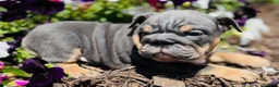 English Bulldog dogs for sale: Cecilia - Ad 3