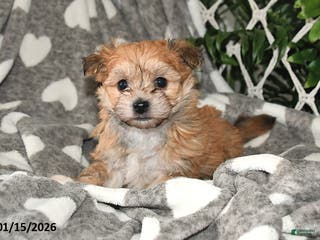 Havanese dogs Cactus - Ad 17