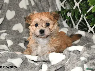 Havanese dogs Cactus - Ad 18