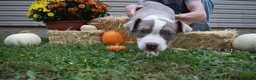 American Bully dogs for sale: American Bully 4 - Ad 6