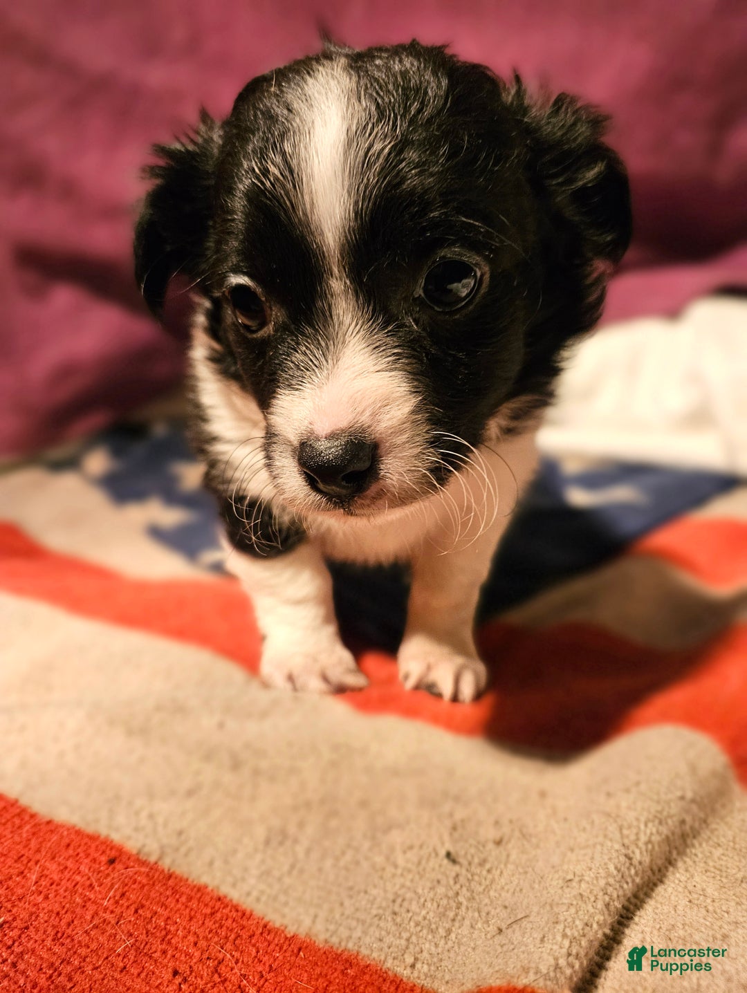 Chihuahua dogs for sale: Freddie - Ad 2