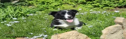 Mixed Breed dogs for sale: Corbin - Ad 6