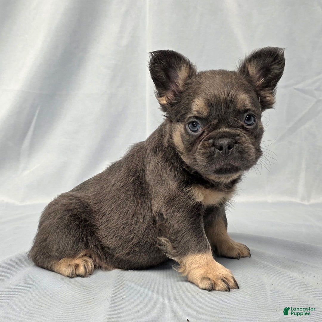 French Bulldog Puppies for sale Lancaster Puppies