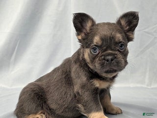 French Bulldog dogs Sunshine - Ad 33