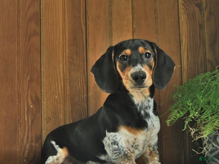 Miniature Dachshund dogs - Ad 19