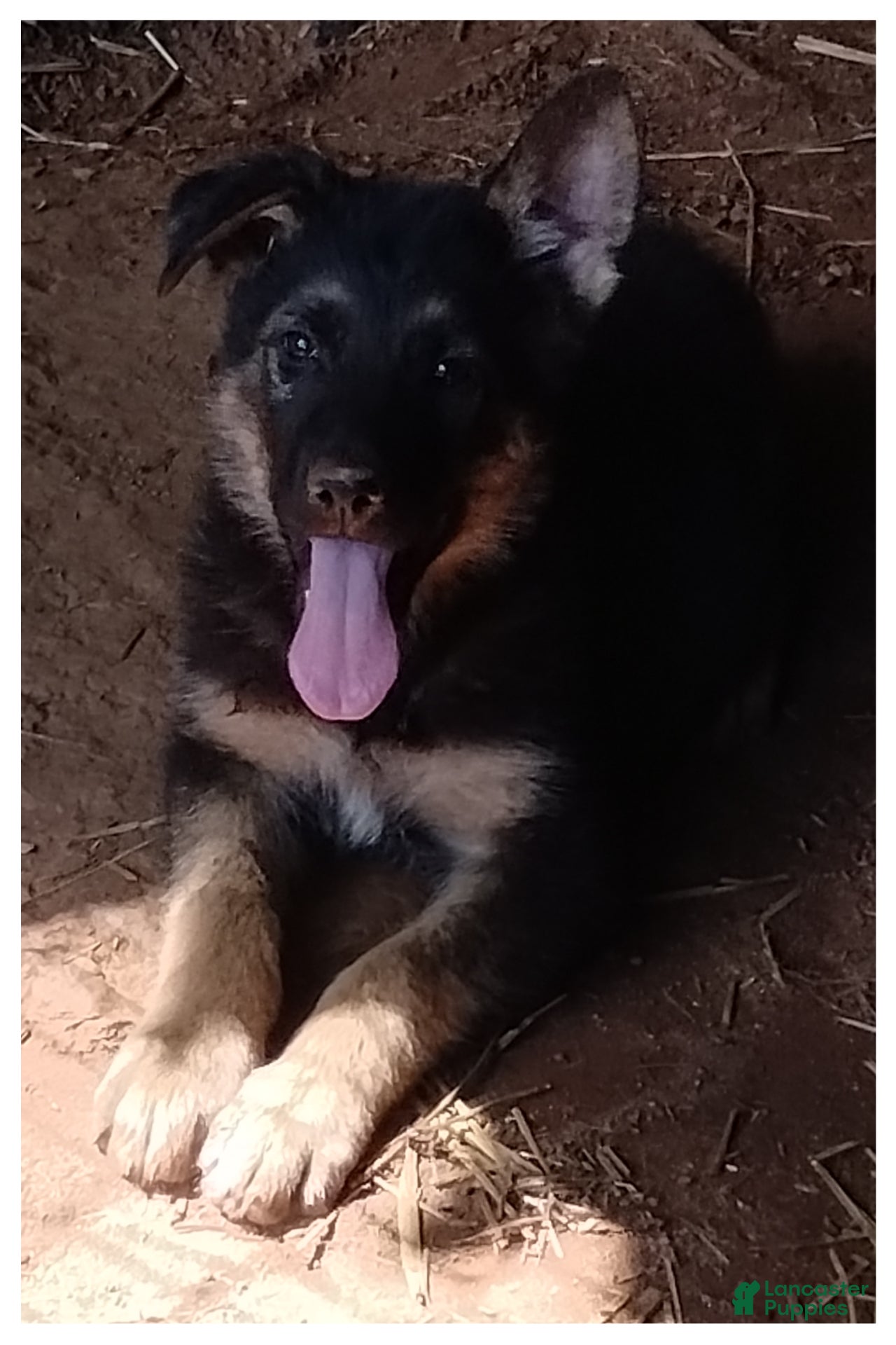 German Shepherd dogs German Shepherd Puppy 1 - Ad 29