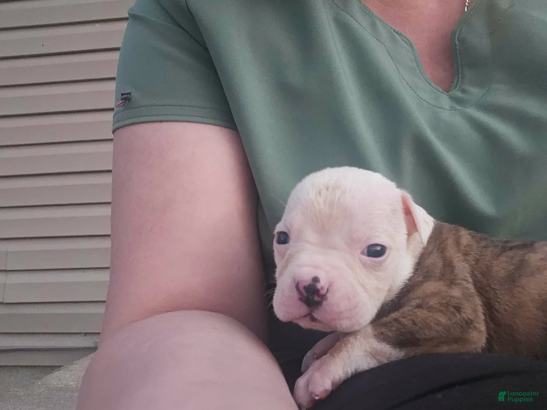 American Bulldog dogs for sale: American Bulldog Puppy 2 - Ad 2