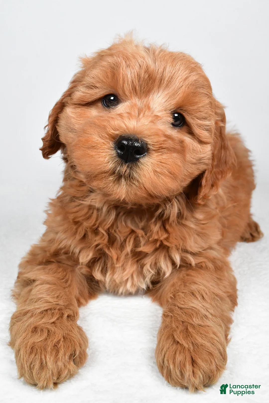 Mini Goldendoodle dogs for sale: Sterling  - Ad 2