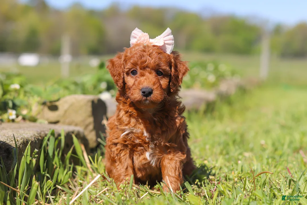 Mini Goldendoodle dogs for sale: Ruby - Ad 1