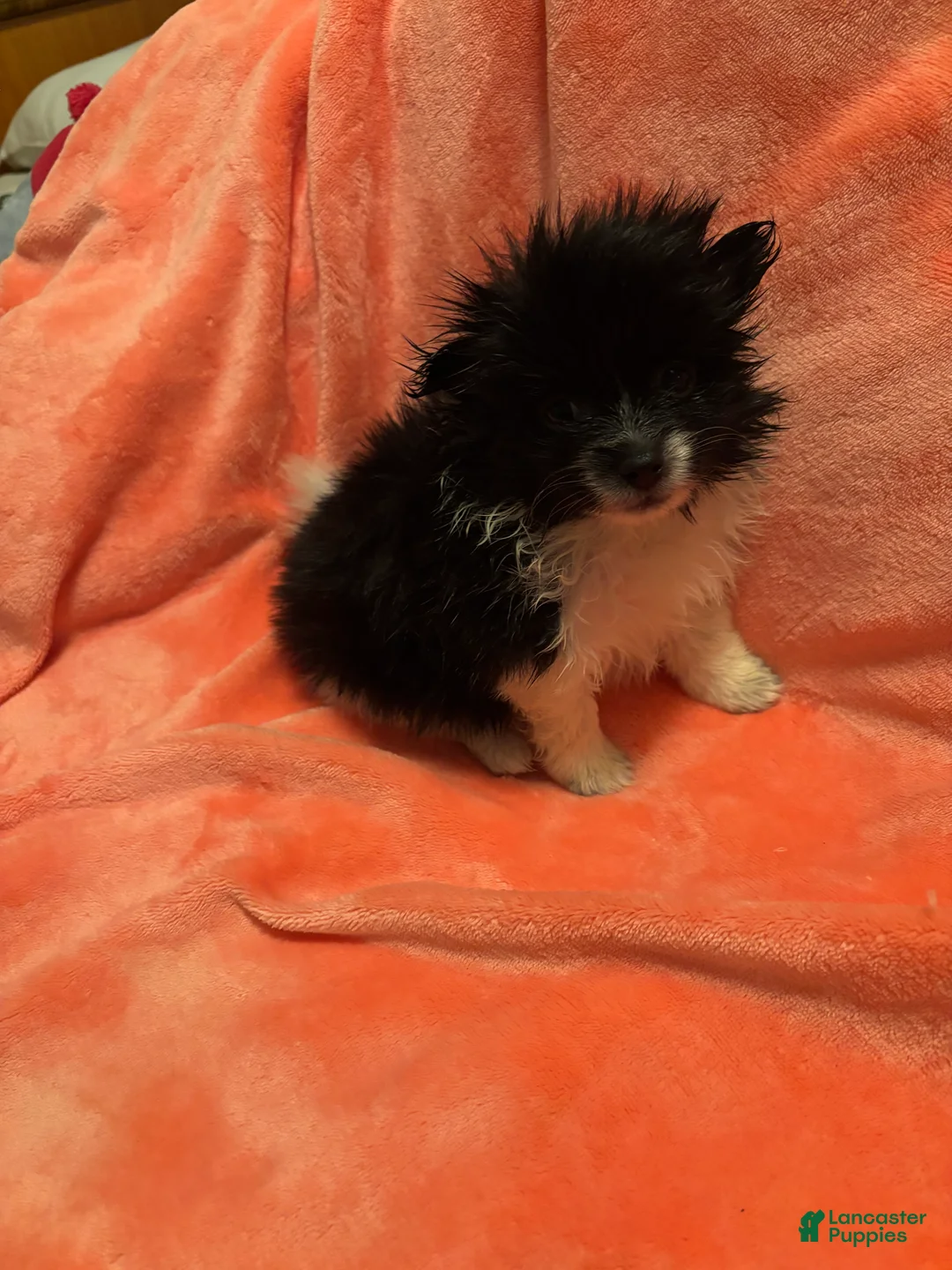 Pomeranian dogs for sale: Pomeranian 2 - Ad 5
