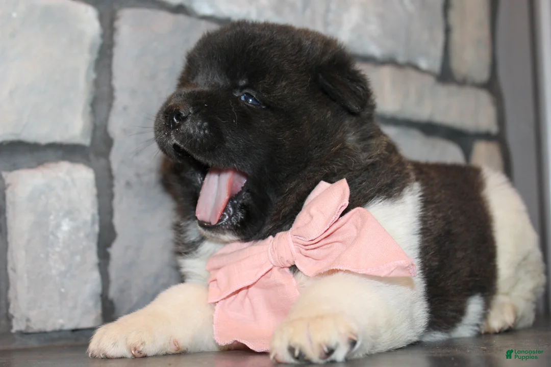 Akita dogs for sale: AKC Luna - Ad 7