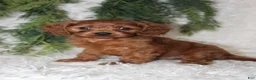Mini Goldendoodle dogs for sale: Mini Goldendoodle 1 - Ad 2
