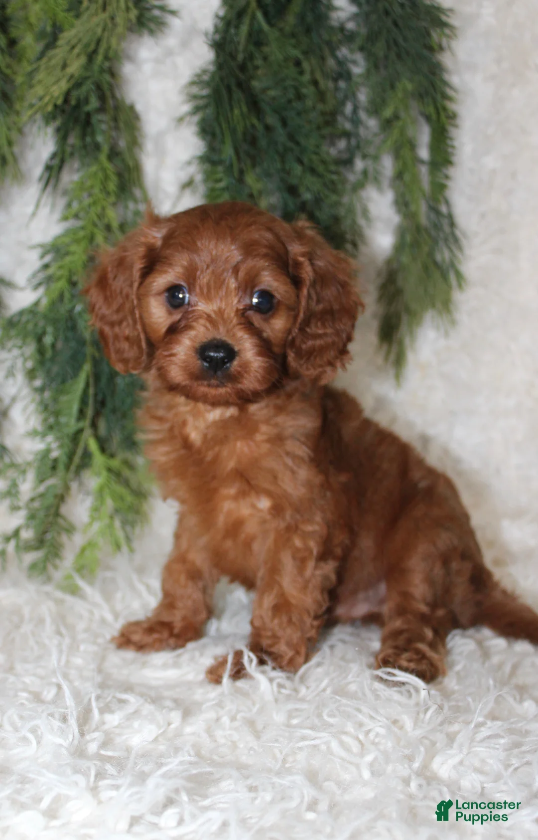 Mini Goldendoodle dogs for sale: Mini Goldendoodle 1 - Ad 2