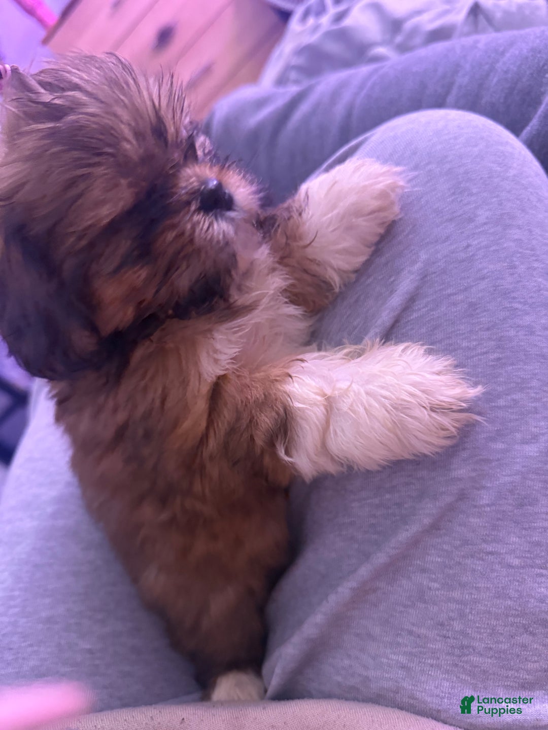 Shih Tzu dogs for sale: Shih Tzu Puppy 2 - Ad 3