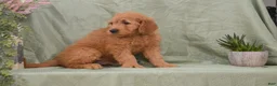 Goldendoodle dogs for sale: Buster - Ad 3