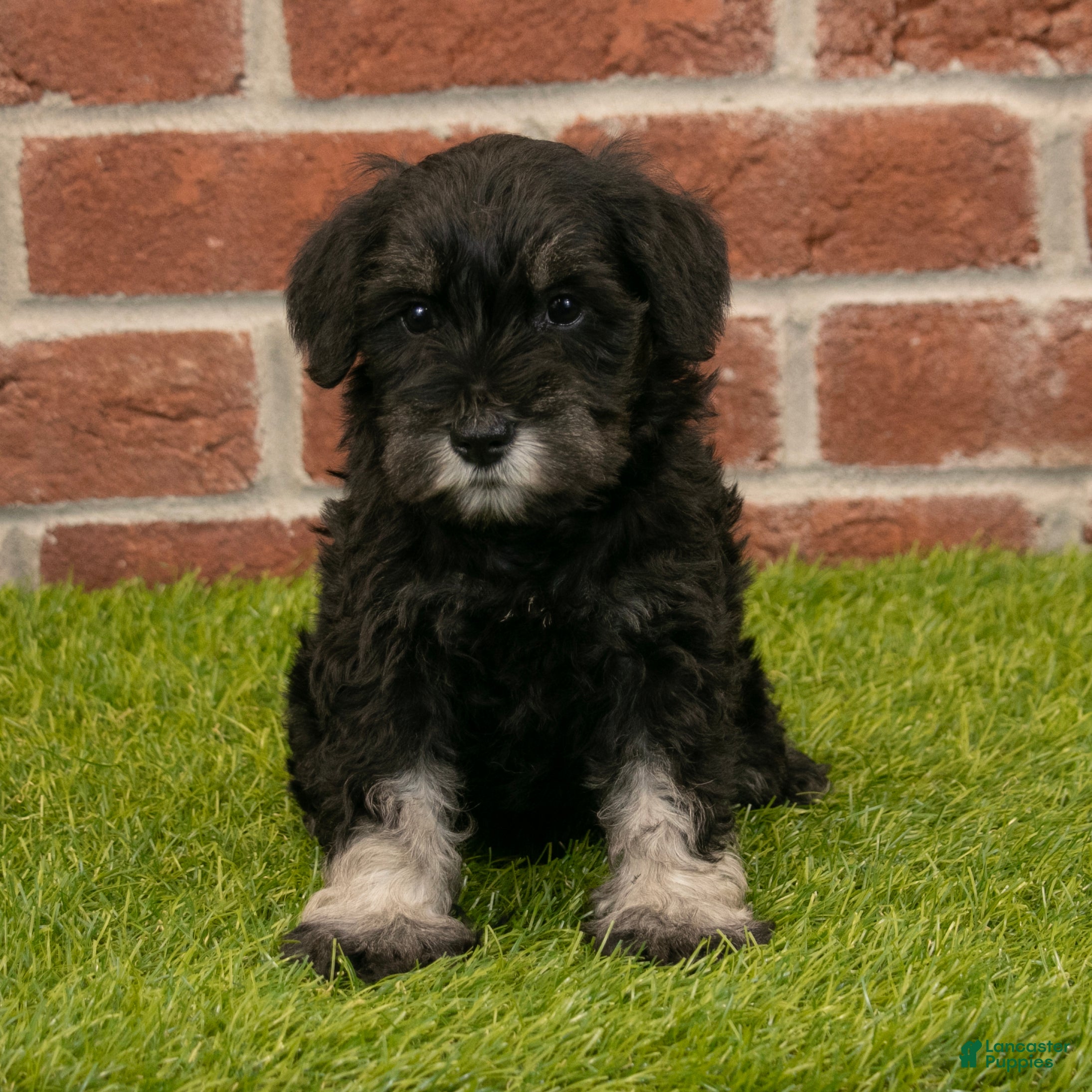 Miniature Schnauzer dogs for sale: Alice - Ad 6