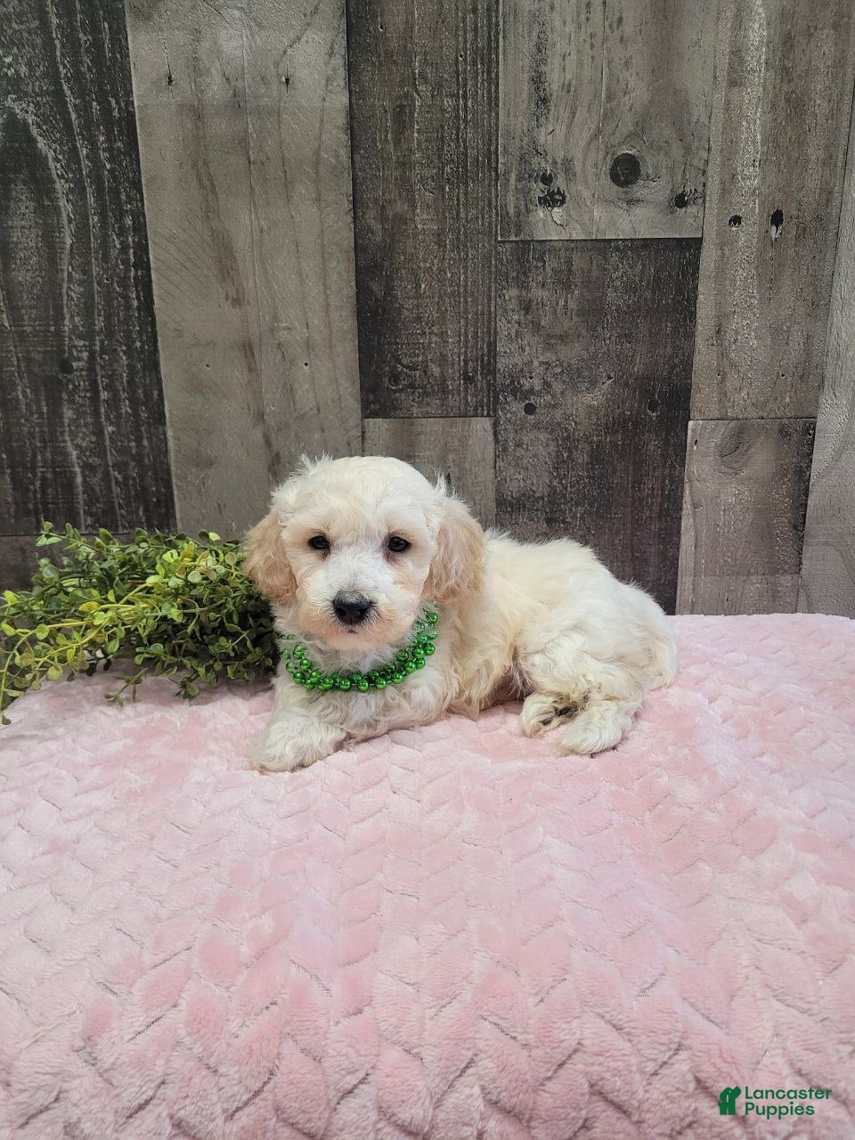 Bichpoo dogs Teddy - Ad 33