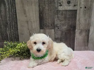 Bichpoo dogs Teddy - Ad 33