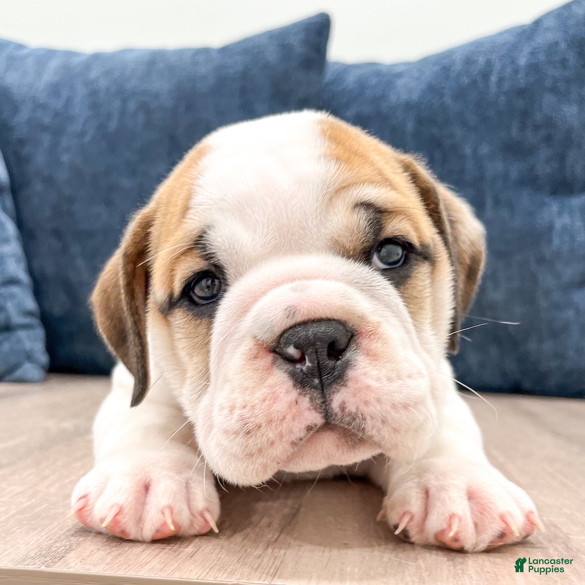 Beabull dogs Max - Ad 2