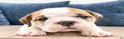 Beabull dogs for sale: Max - Ad 2