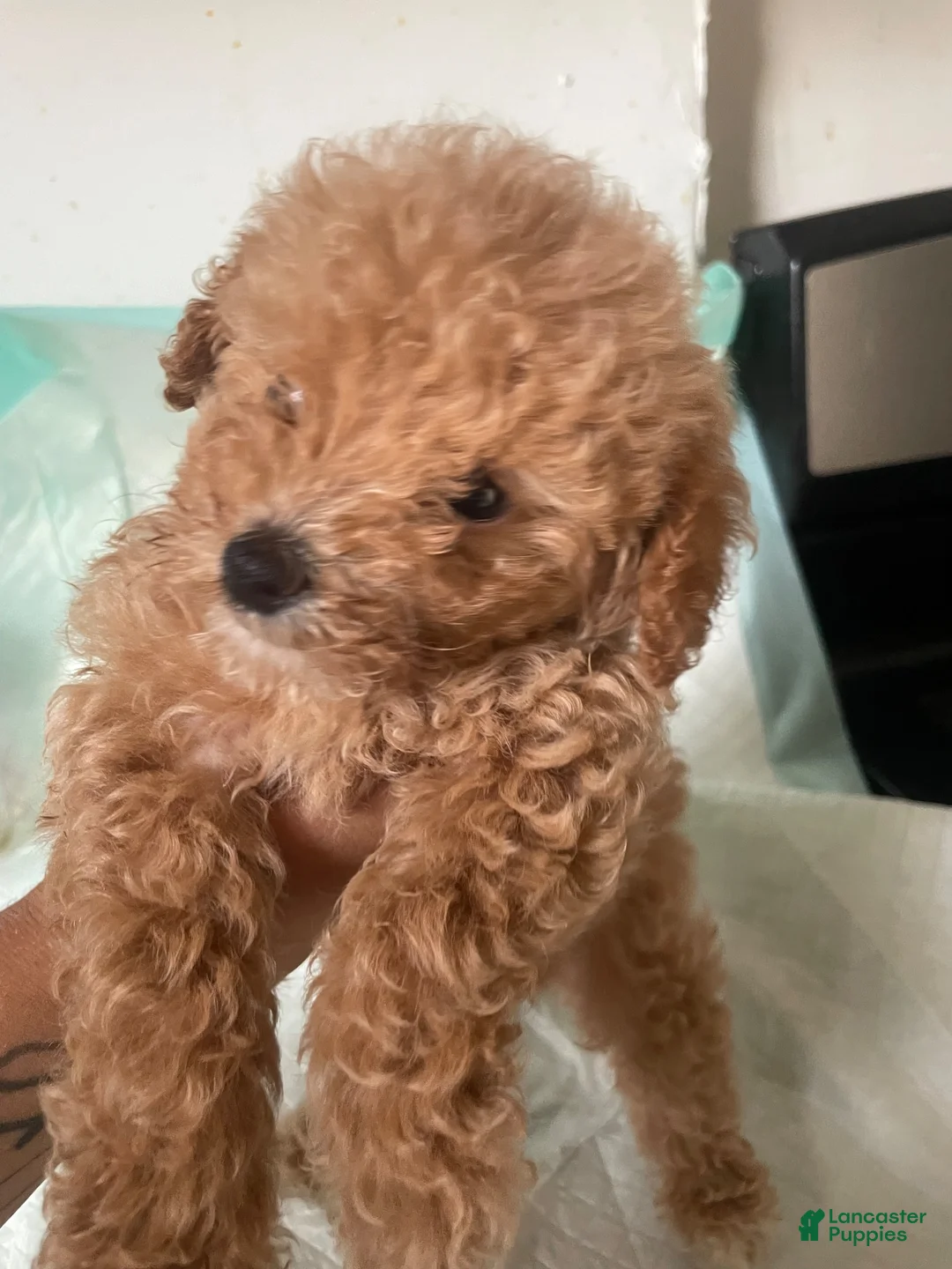 Double Doodle dogs for sale: Double Doodle 3 - Ad 1