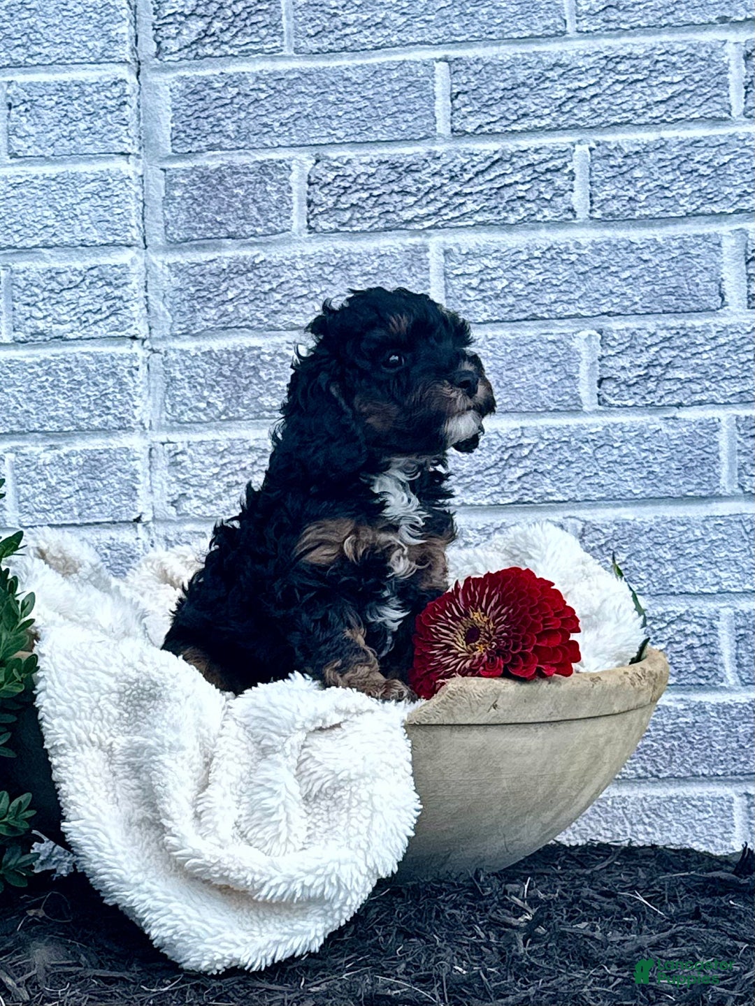 Cavapoo dogs for sale: Maverick - Ad 2
