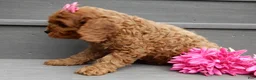 Cavapoo dogs for sale: Izzy - Ad 4
