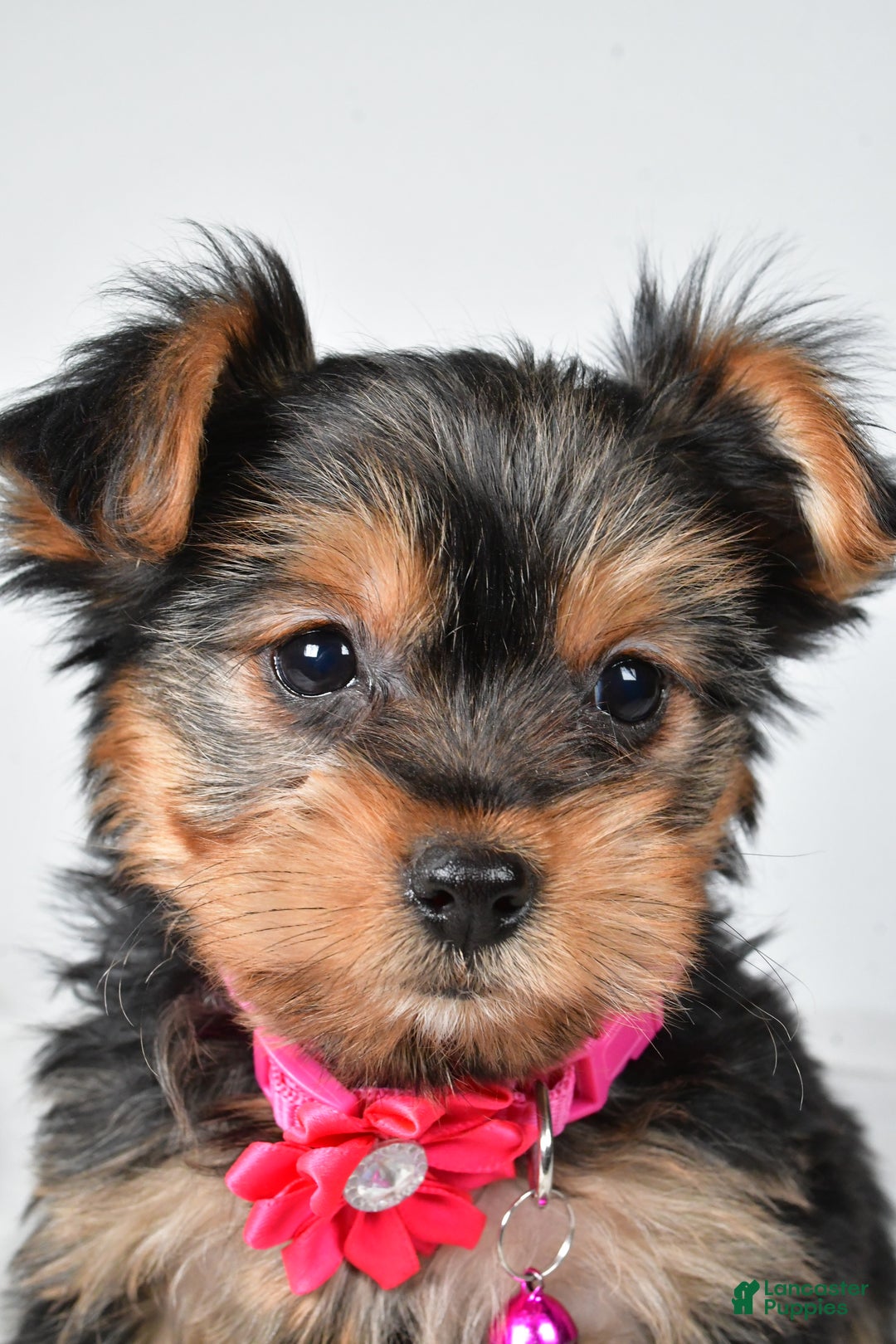 Yorkshire Terrier dogs for sale: Avery teacup - Ad 8