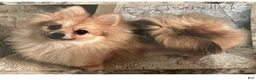 Pomeranian dogs for sale: Pomeranian 2 - Ad 6