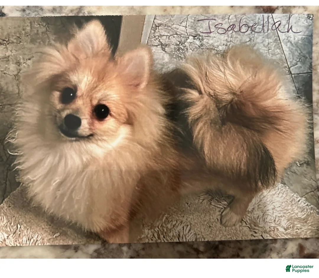 Pomeranian dogs for sale: Pomeranian 2 - Ad 6