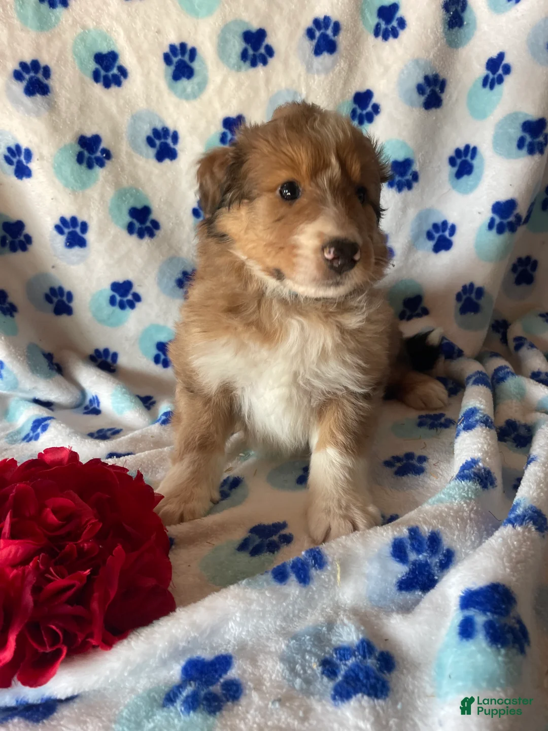 Mixed Breed dogs for sale: Marley - Ad 2