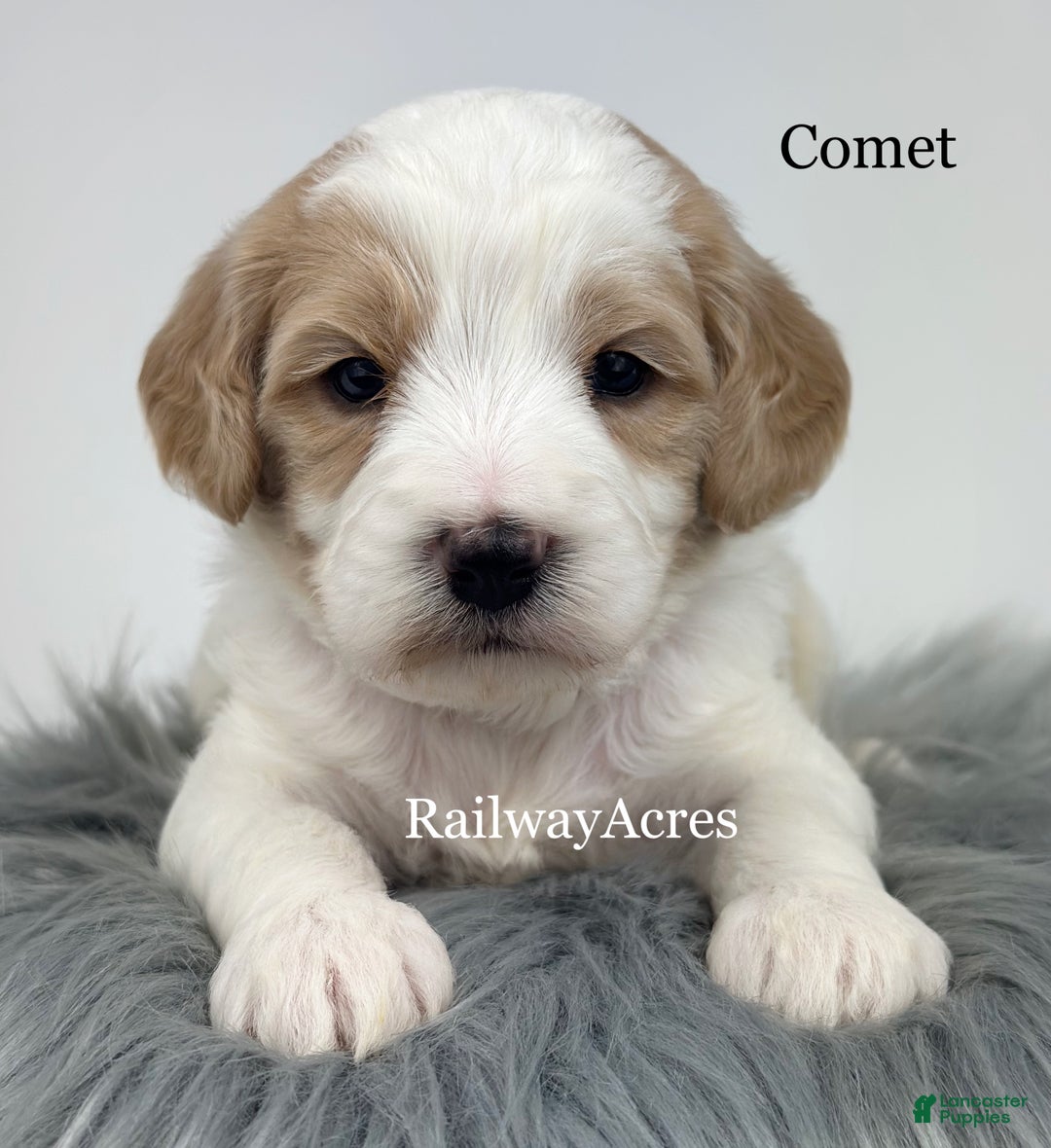 Mixed Breed dogs for sale: Comet - Ad 3