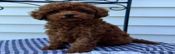 Miniature Poodle dogs for sale: Tank - Ad 4
