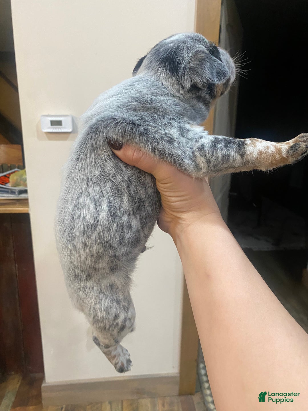 Australian Cattle Dog dogs for sale: Gunnar  - Ad 2