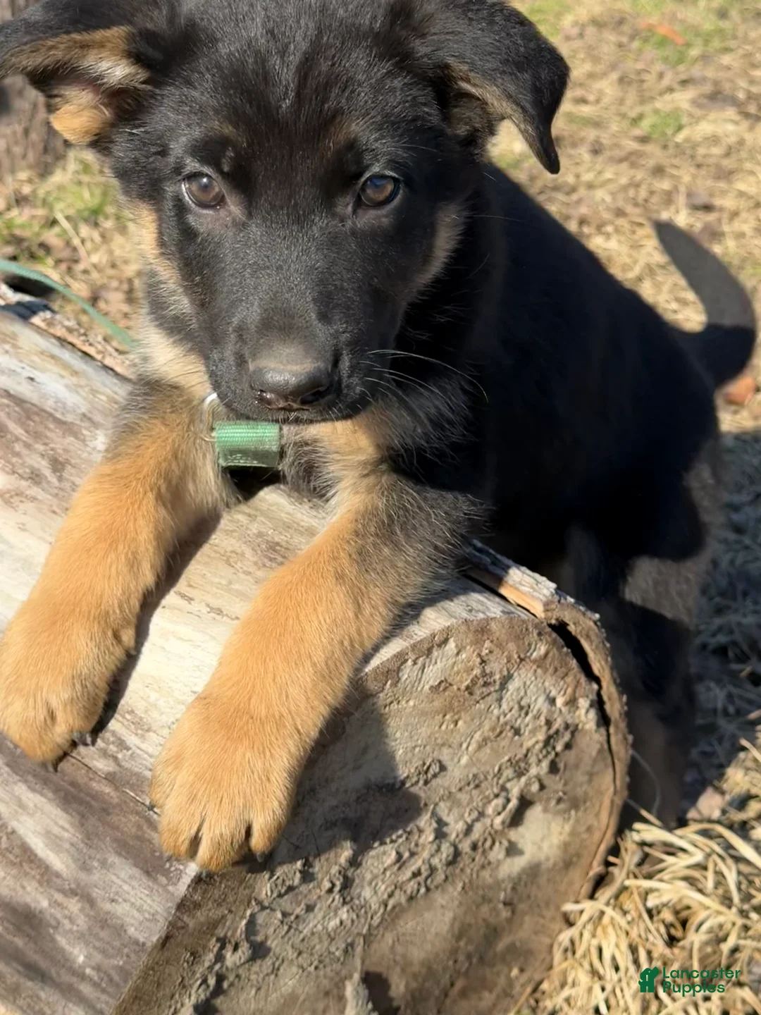 German Shepherd dogs for sale: Teal - Ad 4