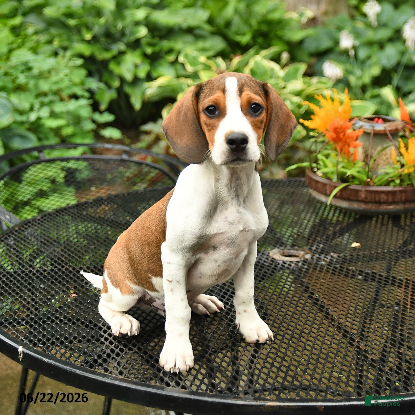 Mixed Breed dogs Jax - Ad 1