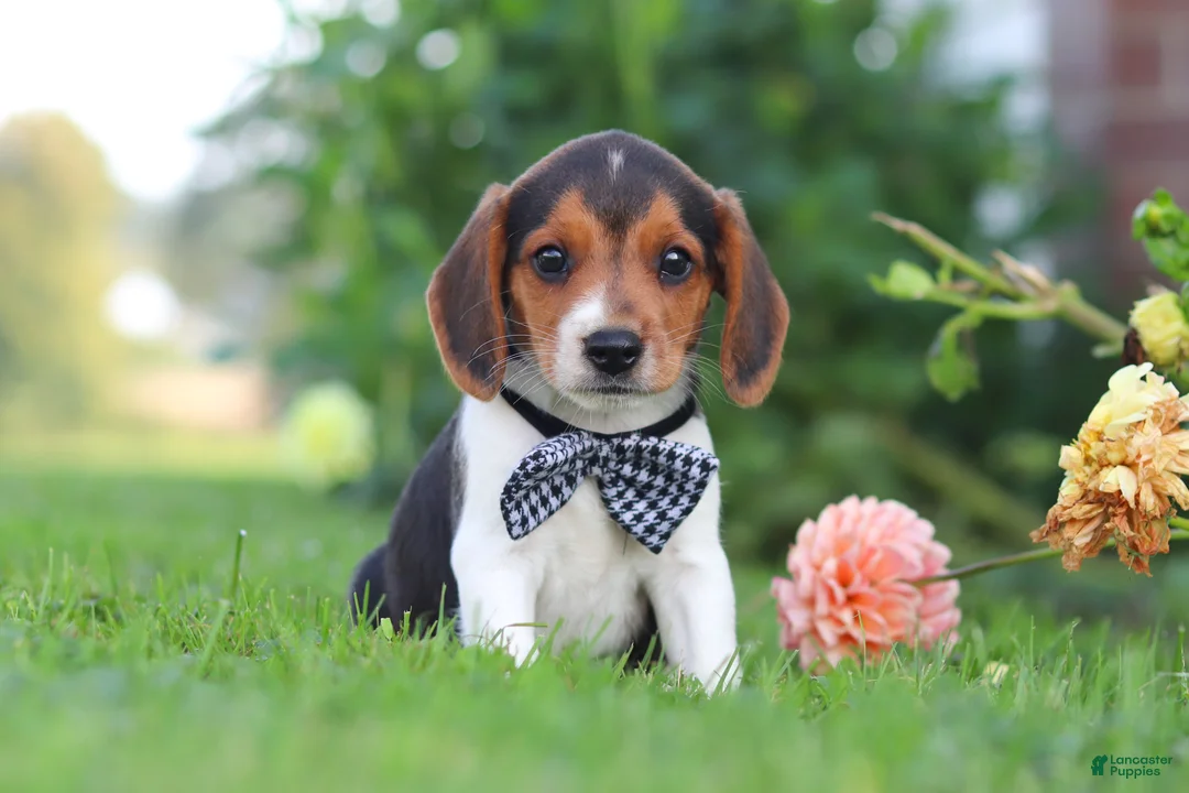 Beagle dogs for sale: Enzo - Ad 1