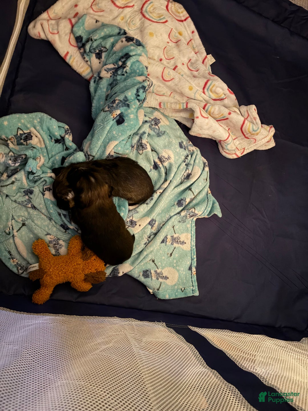 Chihuahua dogs for sale: Harold - Ad 5