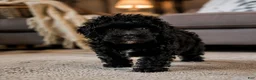 Miniature Poodle dogs for sale: Dexter - Ad 7