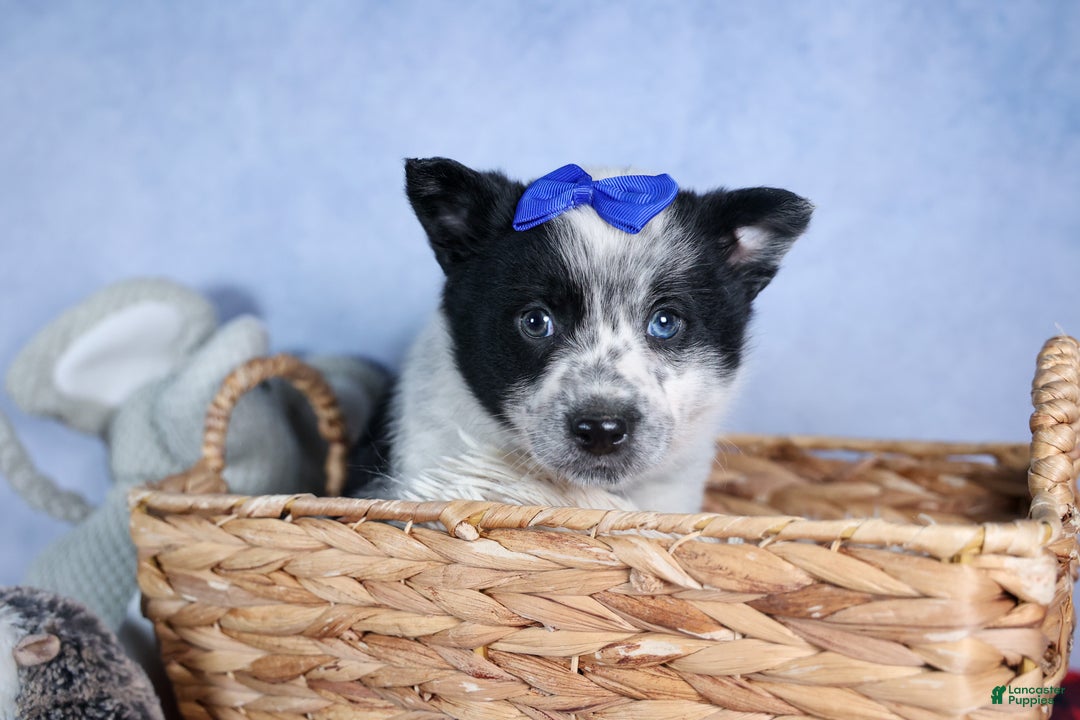 Mixed Breed dogs for sale: DIAMOND - Ad 3