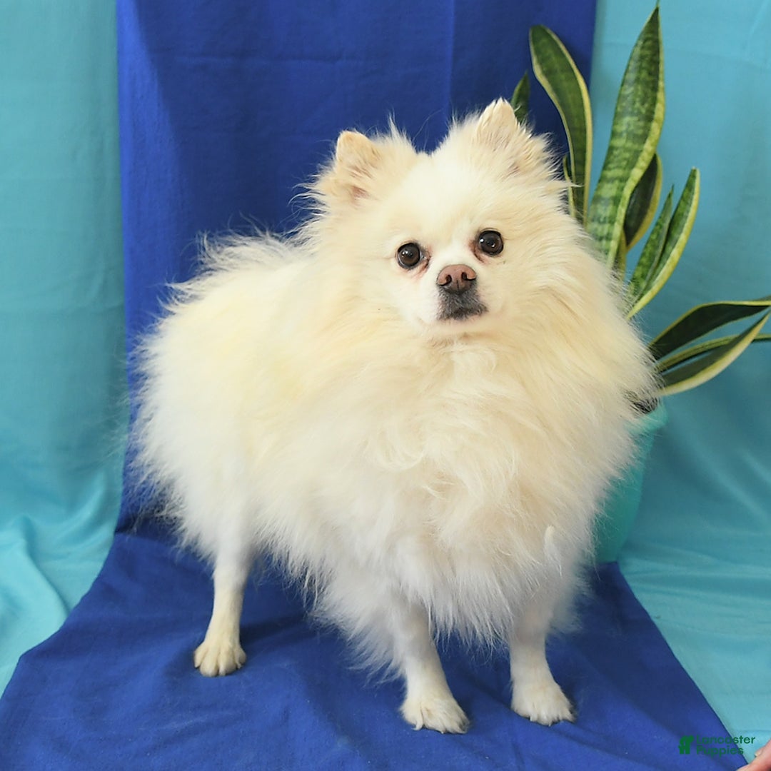 Pomeranian dogs for sale: Sunshine - Ad 7