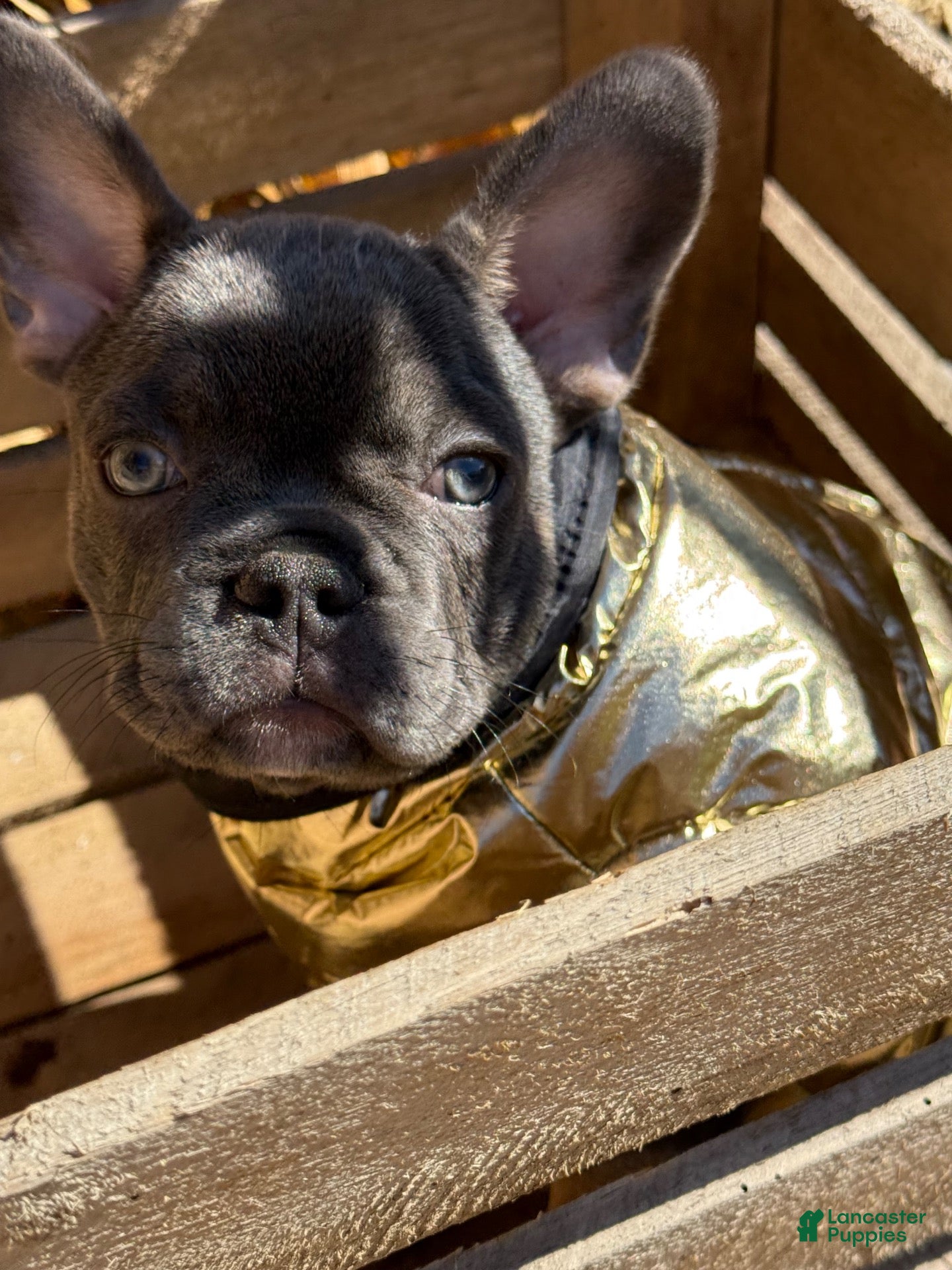 French Bulldog dogs for sale: Jelly - Ad 2