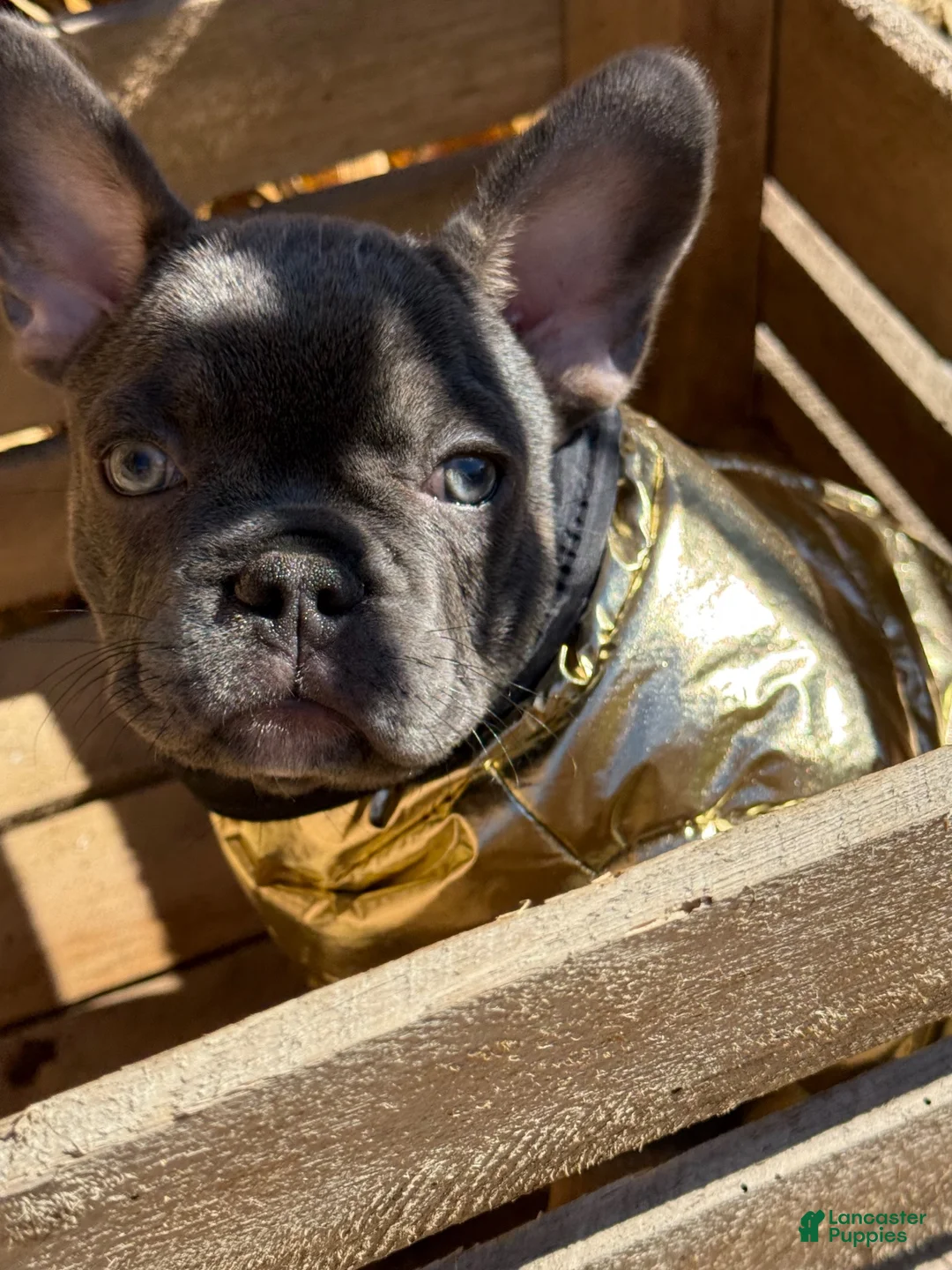 French Bulldog dogs for sale: Jelly - Ad 1