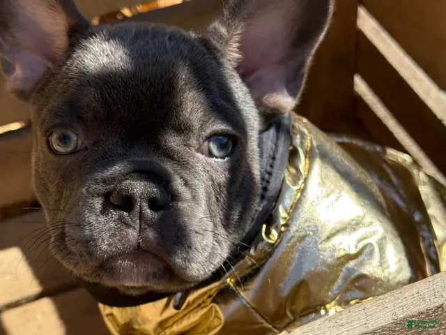 French Bulldog dogs for sale: Jelly - Ad 2